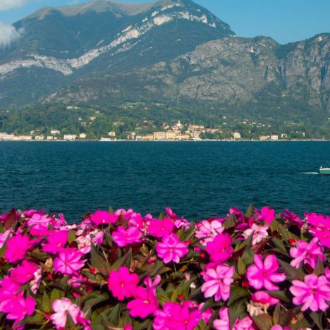 Informazioni dal mondo…curiosità Parma …lo sapevate che uno dei simboli di Parma è la Violetta?